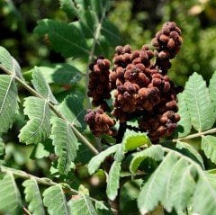Tüplü Sumak Ağacı (Rhus Typhina) Fidanı (50-100 cm)