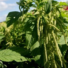 Yeşil Amaranthus (Horoz İbiği) Çiçeği Tohumu (50 tohum)