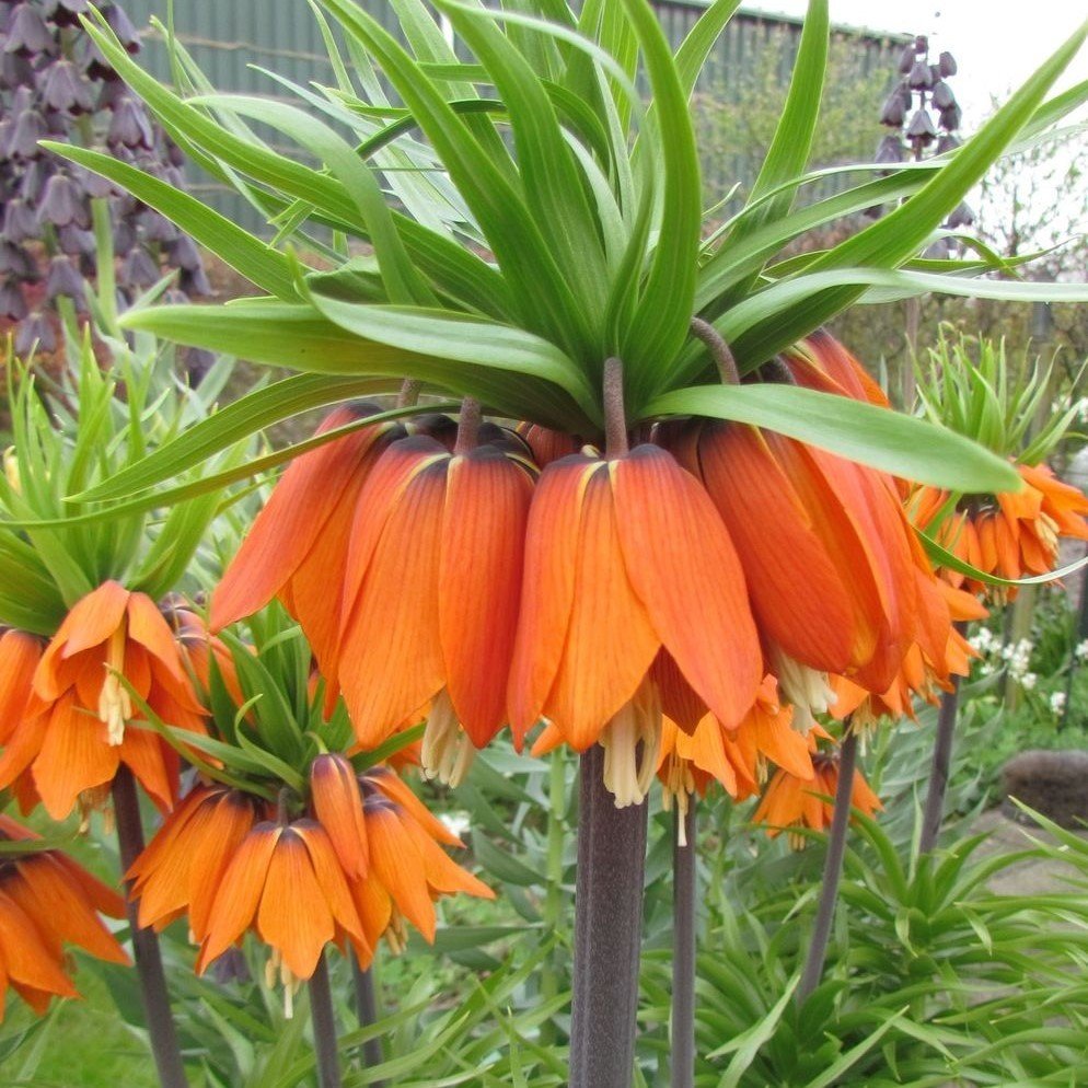 Turuncu Aurora Fritillaria Imperialis Ters Lale Soğanı (1 Adet)