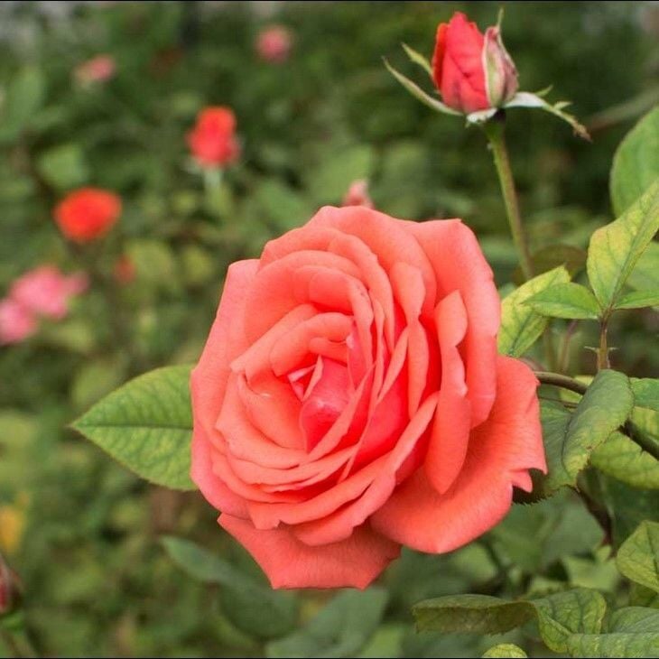 Tüplü Koleksiyonluk Yediveren Harmonie Yoğun Kokulu Gül Fidanı