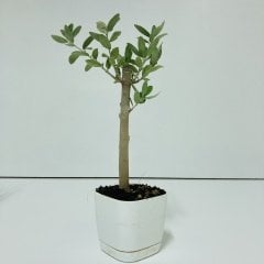 Beyaz Lüx Saksıda Bonsaiye Uygun Hediyelik Zeytin Fidanı (Bedava Kargo)