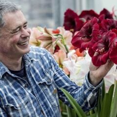 Kokulu Güzel Hatun Çiçeği Amaryllis Gr. Diva Çiçeği Soğanı (1 Adet)