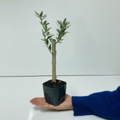 Siyah Lüx Saksıda Bonsaiye Uygun Hediyelik Zeytin Fidanı (Bedava Kargo)