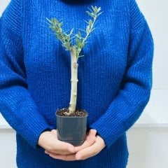 Siyah Lüx Saksıda Bonsaiye Uygun Hediyelik Zeytin Fidanı (Bedava Kargo)