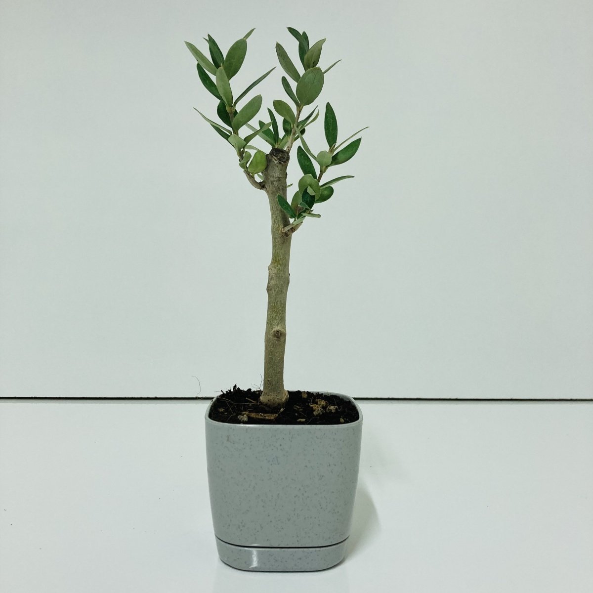 Gri Lüx Saksıda Bonsaiye Uygun Hediyelik Zeytin Fidanı (Bedava Kargo)