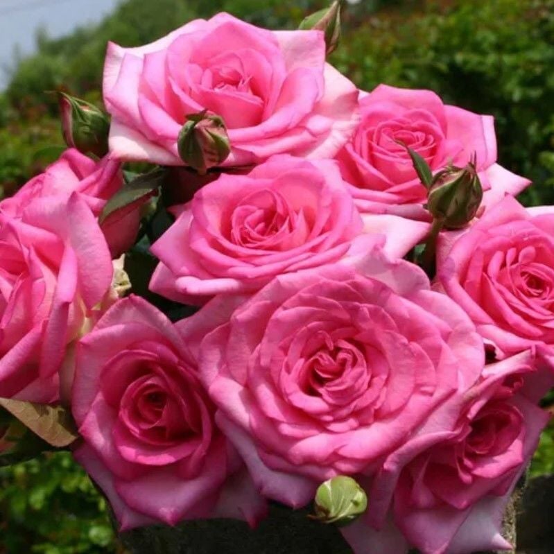 Tüplü Yoğun Kokulu Gloria Yediveren Gül Fidanı