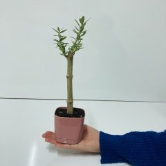 Pembe Lüx Saksıda Bonsaiye Uygun Hediyelik Zeytin Fidanı (Bedava Kargo)