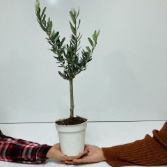 Bonsaiye Uygun Hediyelik Zeytin Fidanı 13'lük Lüks Saksıda (Bedava Kargo)