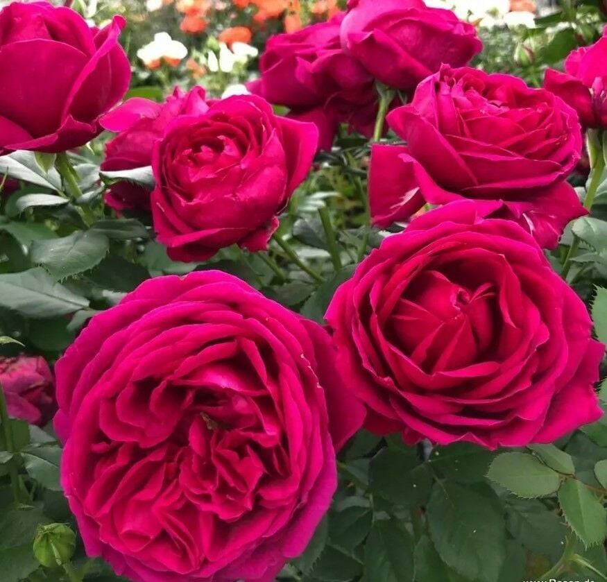 Tüplü Koleksiyonluk Fur Elise Yoğun Kokulu Parfüme Yediveren Gül Fidanı