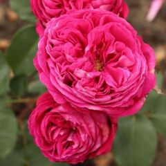 Tüplü Yediveren Parfüm Kokulu Freifrau Caroline Gül Fidanı