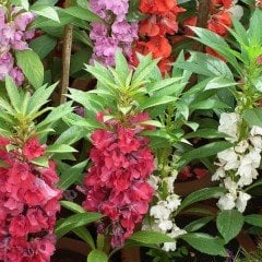 Balsamina Karışık Renkli Kına Çiçeği Tohumu (150 tohum)