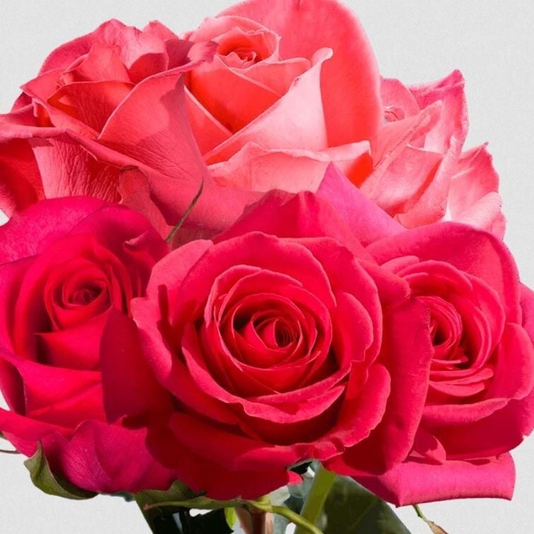 Tüplü Goncalı Yoğun Kokulu Fiona Yediveren Gül Fidanı