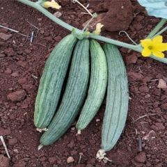 Black Kantarcı Acur Tohumu (50 Tohum)