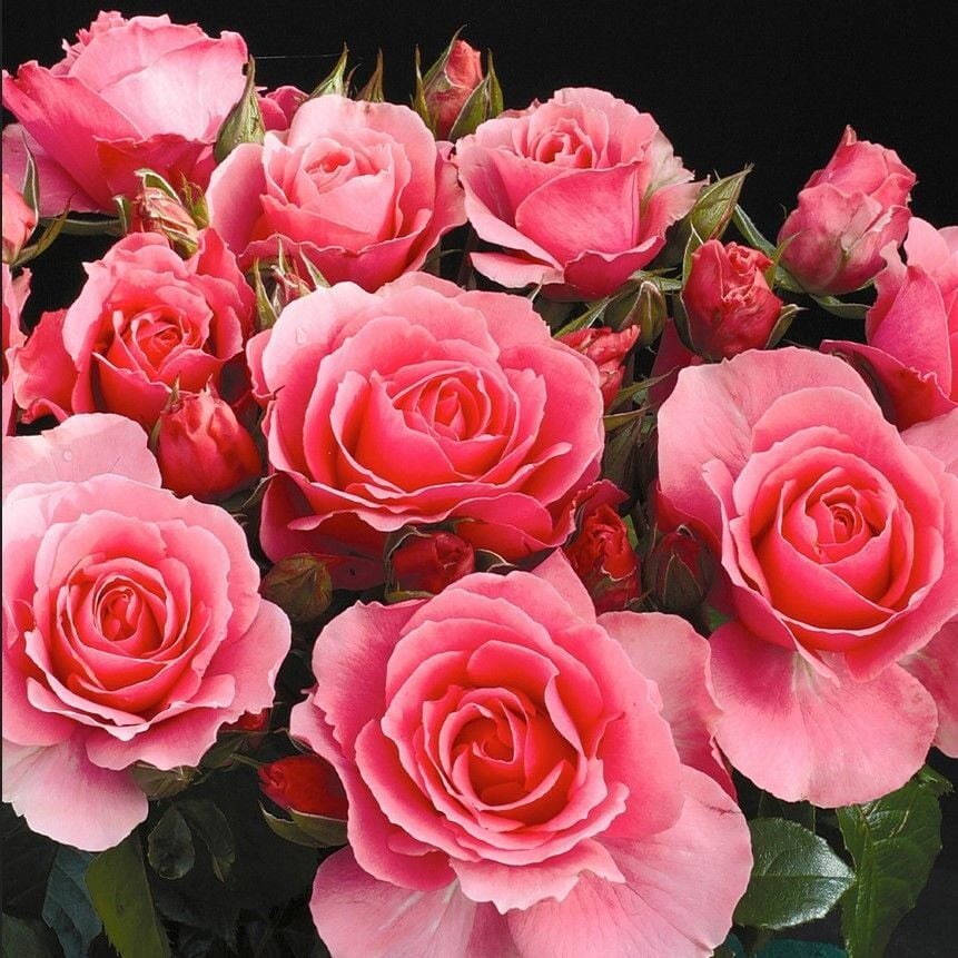 Tüplü Koleksiyonluk İri Goncalı Esma Nar Çiçeği Yediveren Kokulu Gül Fidanı