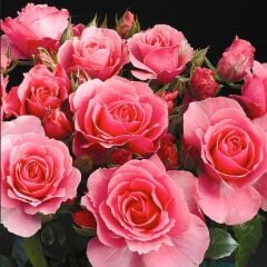 Tüplü Koleksiyonluk İri Goncalı Esma Nar Çiçeği Yediveren Kokulu Gül Fidanı