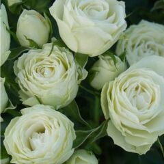 Tüplü Escimo Yediveren Goncalı Gül FidanI