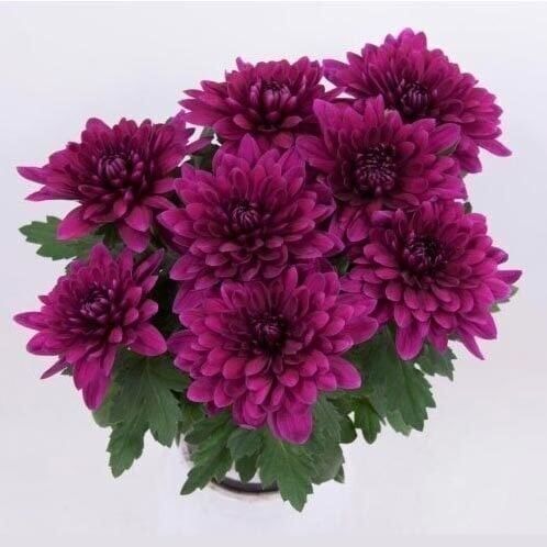 Özel Tür Vido Purple Katlı Kasımpatı Çiçeği Fidesi (1 Fide)