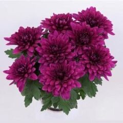 Özel Tür Vido Purple Katlı Kasımpatı Çiçeği Fidesi (1 Fide)
