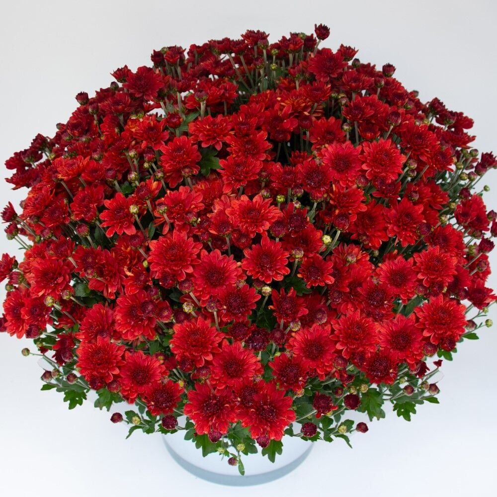 Özel Tür Branroyal Scarlet Kasımpatı Çiçeği Fidesi (1 Fide)