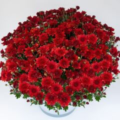 Özel Tür Branroyal Scarlet Kasımpatı Çiçeği Fidesi (1 Fide)