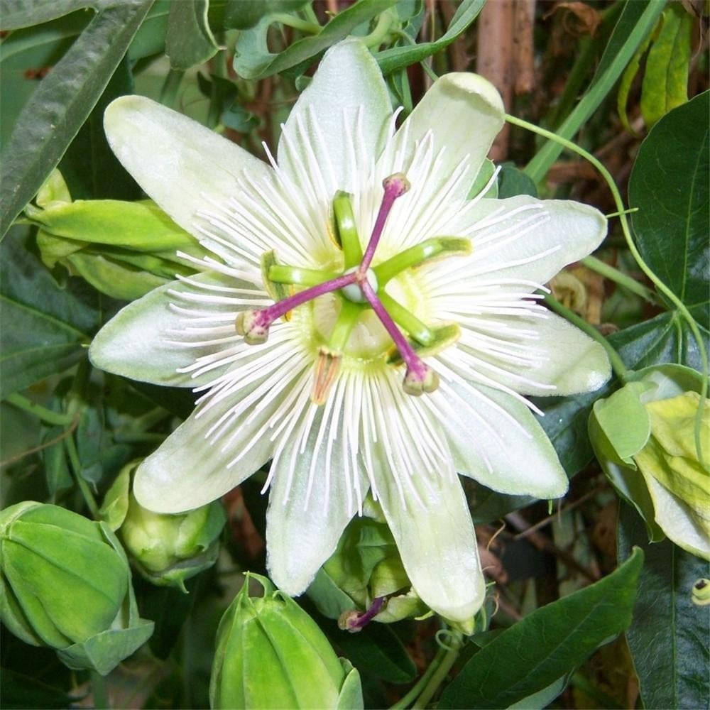 Tüplü Passiflora Constance Eliott Çarkıfelek Fidanı