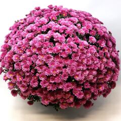 Özel Tür Branglobe Pink Pembe Kasımpatı Çiçeği Fidesi (1 Fide)