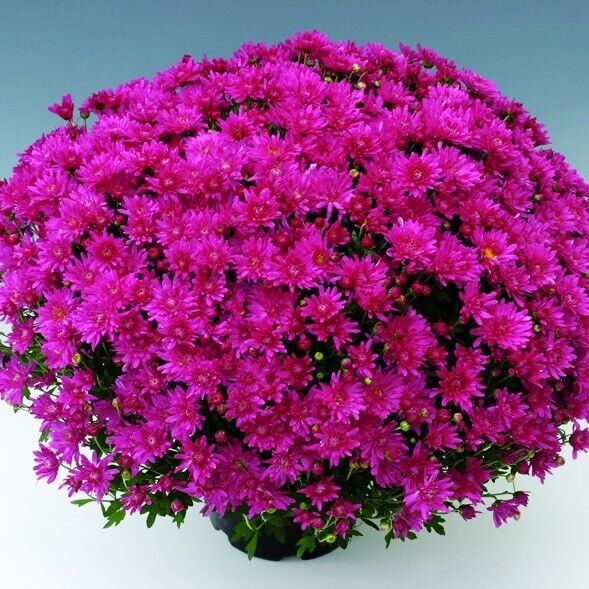 Özel Tür Branroyal Pink Pembe Kasımpatı Çiçeği Fidesi (1 Fide)