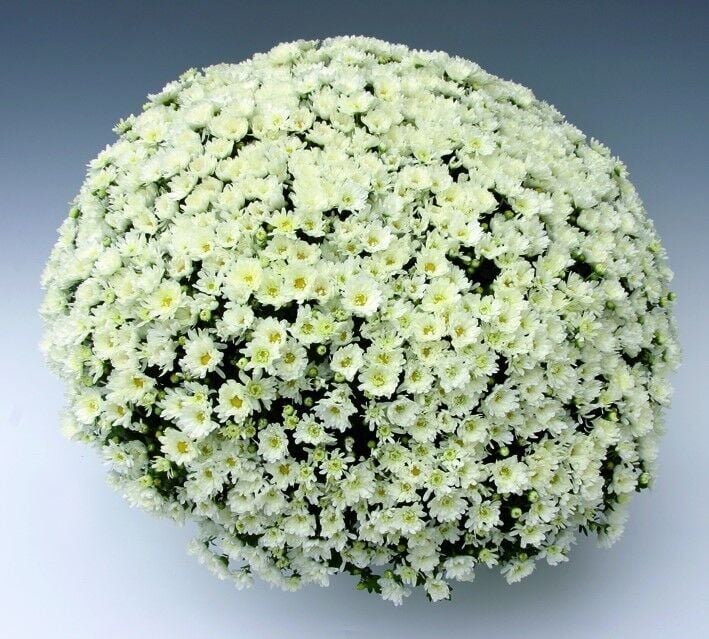 Özel Tür Branroyal White Beyaz Renkli Kasımpatı Çiçeği Fidesi (1 Fide)
