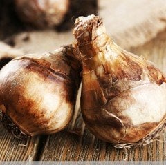 Rosemoor Gold Kokulu Nergis Soğanı (3 Adet)