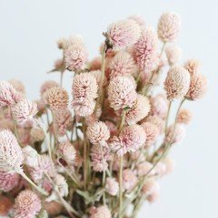 Gomphrena Globosa Somon Renkli Medine Çiçeği Tohumu (50 tohum)