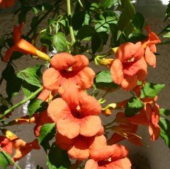 Tüplü Kavuniçi Renkli Acem Borusu (Campsis Radicans) Fidanı
