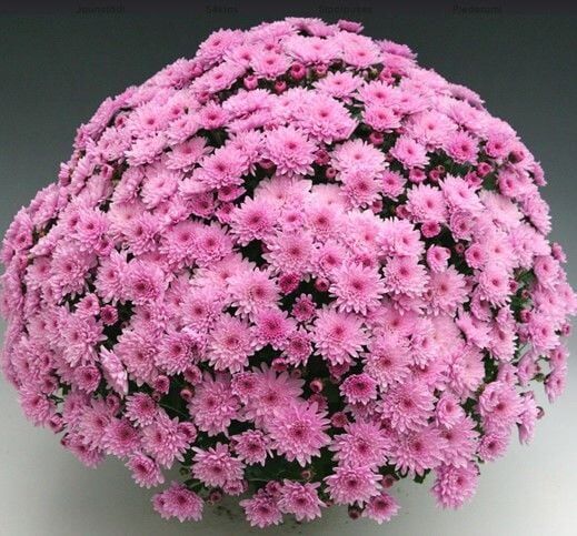 Özel Tür Branfountain Pink Kasımpatı Krizantem Çiçeği Fidesi (1 Fide)