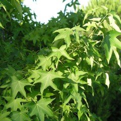Tüplü Sığla Ağacı (Liquidambar styraciflua foliage) Fidanı