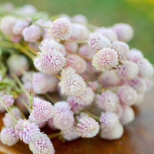 Gomphrena Globosa Beyaz Renkli Medine Çiçeği Tohumu (50 tohum)