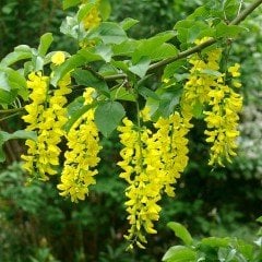 Tüplü Sarı Salkım Ağacı (Laburnum Alpinum) Fidanı