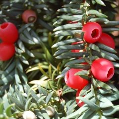 Tüplü Nadir (Taxus Baccata) Porsuk Ağacı Fidanı
