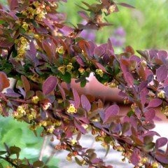 Tüplü Kırmızı Berberis Thunbergii Kadın Tuzluğu Fidanı