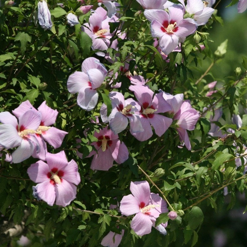 Tüplü Çit Hatmi Çiçeği (Hibiscus syriacus) Fidanı