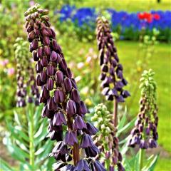 Mor Renkli Fritillaria Persica Ters Lale Soğanı (1 Adet)