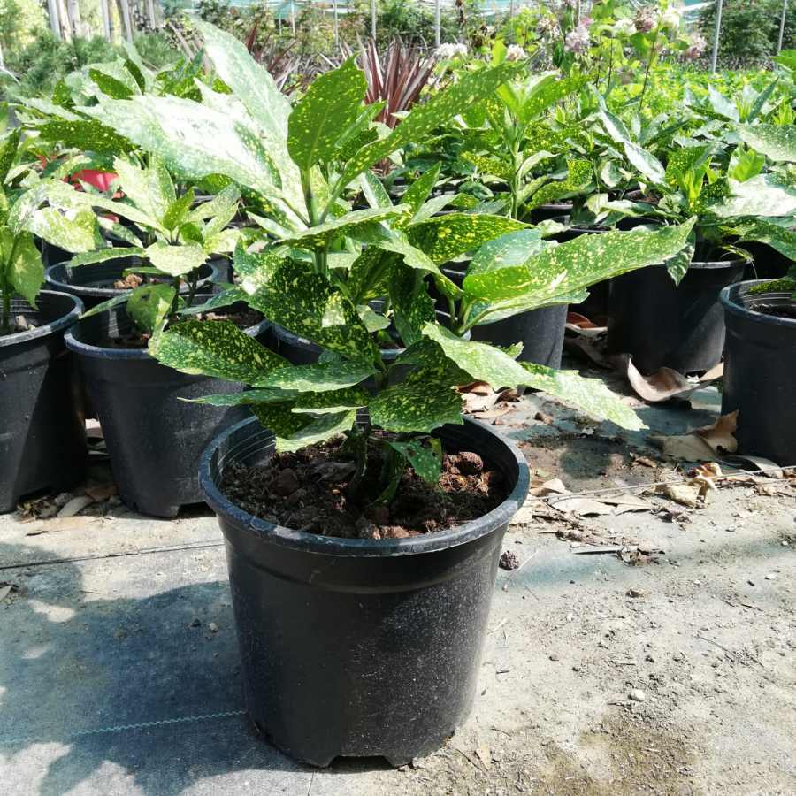 Tüplü Akuba (Japon Defnesi) Aucuba japonica Crotonifolia Fidanı