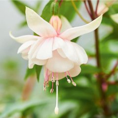 Harry Grey Fuchsia Küpe Çiçeği Fidesi Mini 9'luk Saksıda