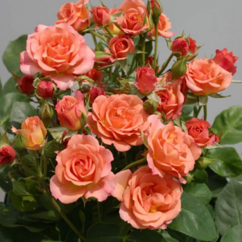 Tüplü Soğuklara Dayanımlı Peach Taifun Yediveren Alman Gül Fidanı