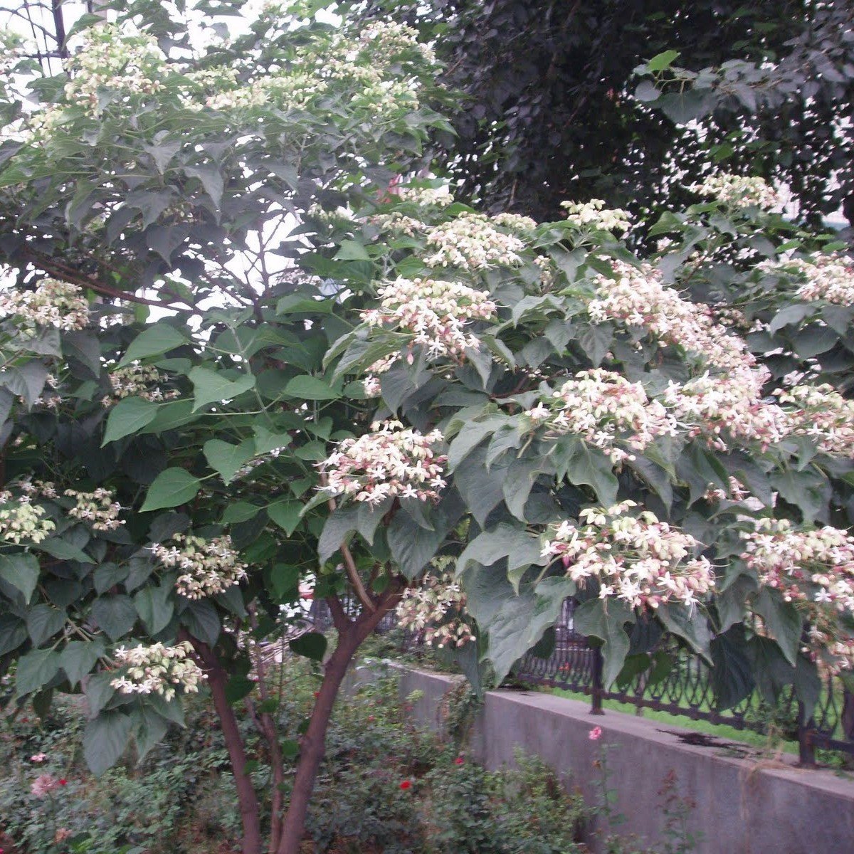 Tüplü Kısmet Ağacı Fidanı (Clerodendron Trichotomum)