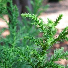 Tüplü (Japon Sediri) Kriptomarya Fidanı