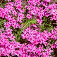 Şeker Pembesi Silene Çiçeği (Nakil Çiçeği) Tohumu (1000 tohum)