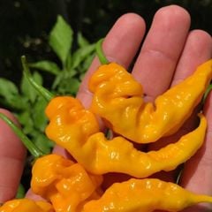 Ata Tohum Geleneksel Çok Acı Yellow İcicle Acı Biber Tohumu (15 Tohum)