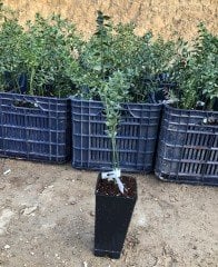 Tüplü Ruscus Aculeatus Kokina Tavşan Memesi Fidanı