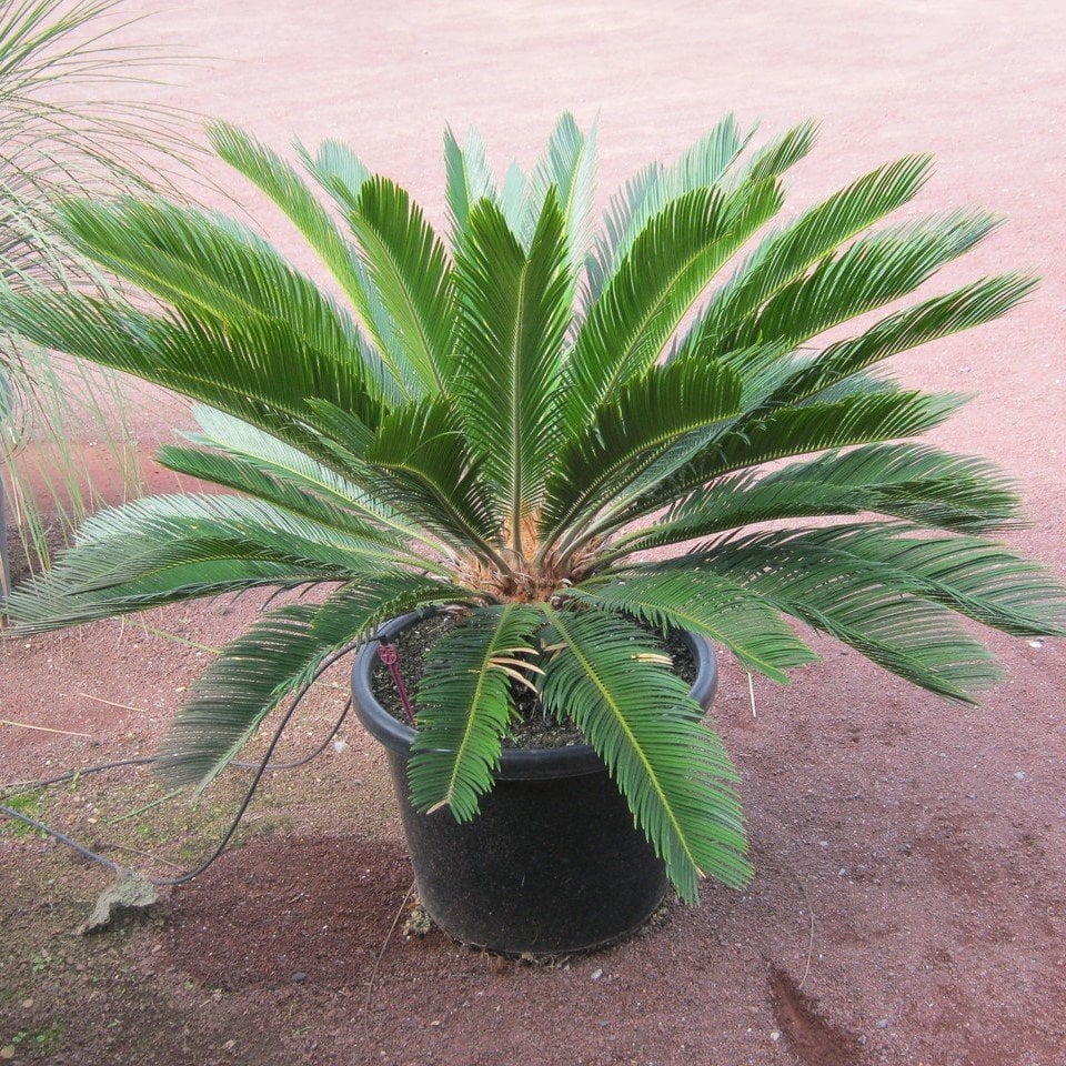 Tüplü 5 Yaş Büyük Saksıda Cycas Sikas Fidanı