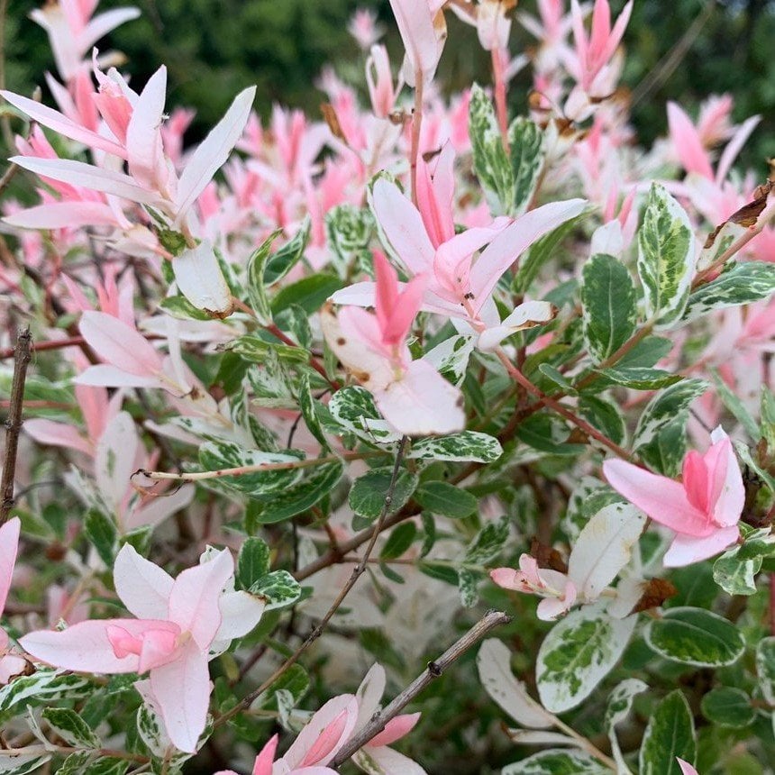 Tüplü Japon Söğüdü (Salix İntegra) Fidanı