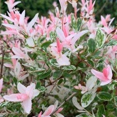 Tüplü Japon Söğüdü (Salix İntegra) Fidanı